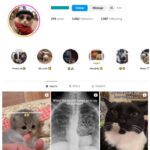 3K Cute Cats Instagram Account for sale