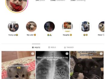 3K Cute Cats Instagram Account for sale