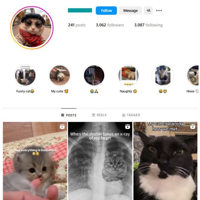 3K Cute Cats Instagram Account for sale