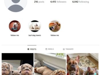 4K Bulldog Pets Instagram Account for sale