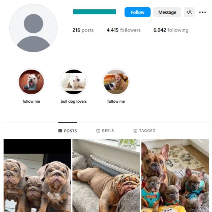 4K Bulldog Pets Instagram Account for sale