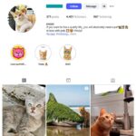 4K Cute Cats Instagram Account for sale