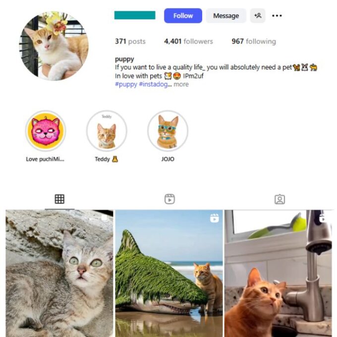 4K Cute Cats Instagram Account for sale