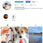 4K Dogs Jack Russel Terrier Instagram Account for sale