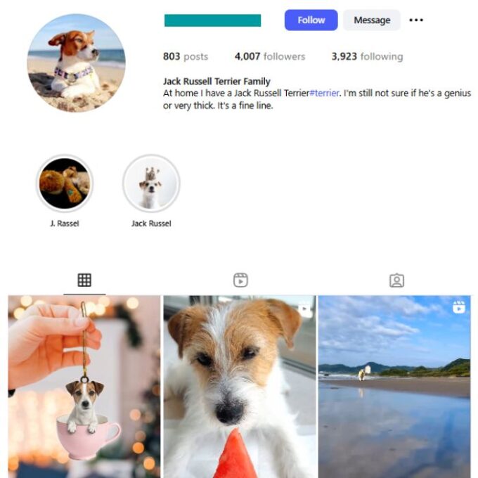 4K Dogs Jack Russel Terrier Instagram Account for sale