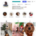 4K Dogs Pets Dachshund Instagram Account for sale