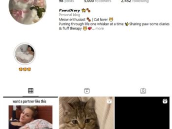 4K Kittens Cats Instagram Account for sale