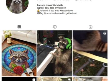 4K Raccoons Animals Instagram Account for sale