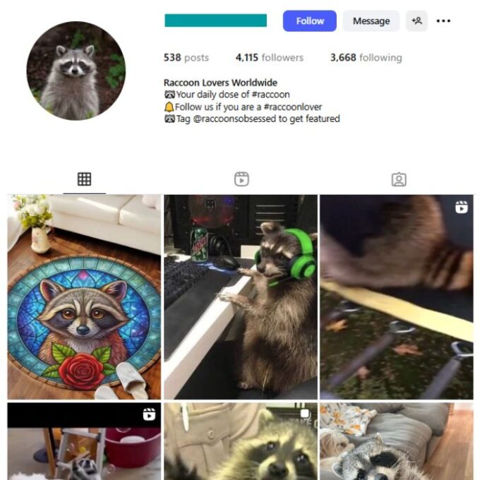 4K Raccoons Animals Instagram Account for sale