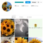 4K Sunflower Nature Instagram Account for sale