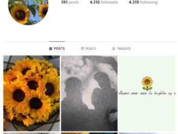 4K Sunflower Nature Instagram Account for sale