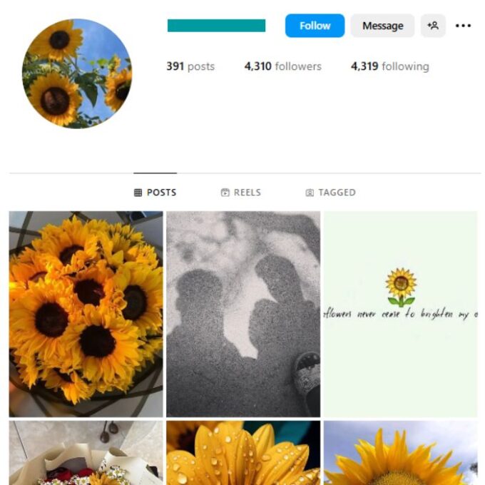 4K Sunflower Nature Instagram Account for sale
