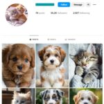 55K Pets Dogs Cats Instagram Account for sale