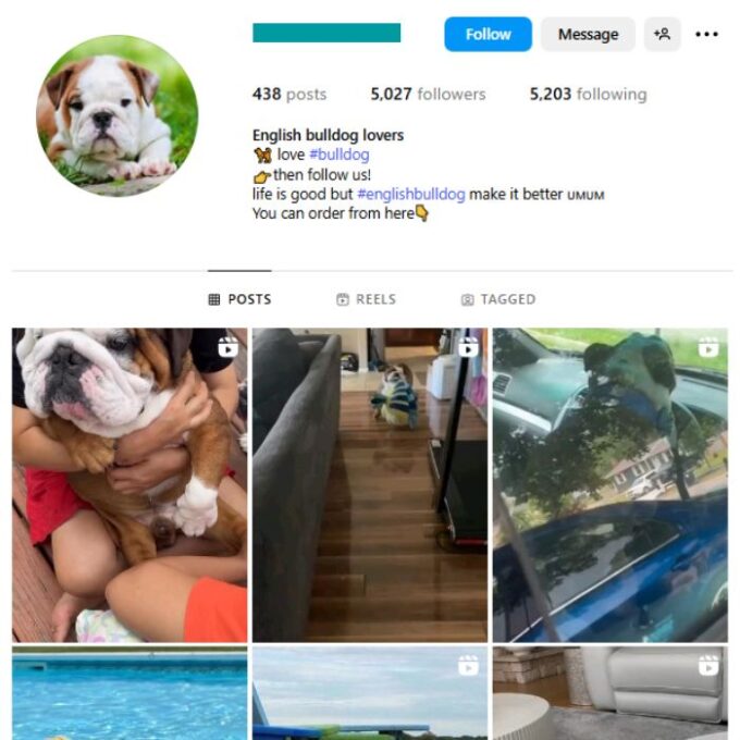 5K Bulldogs Dogs Instagram Account for sale