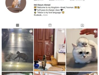 5K Cats Pets Instagram Account for sale