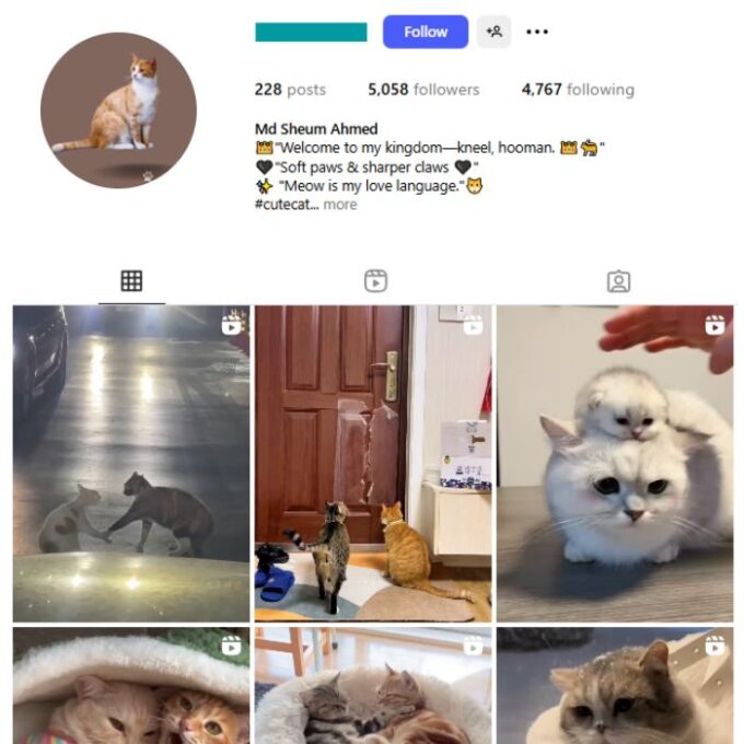 5K Cats Pets Instagram Account for sale