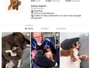 5K Dogs Boxers Instagram Account for sale