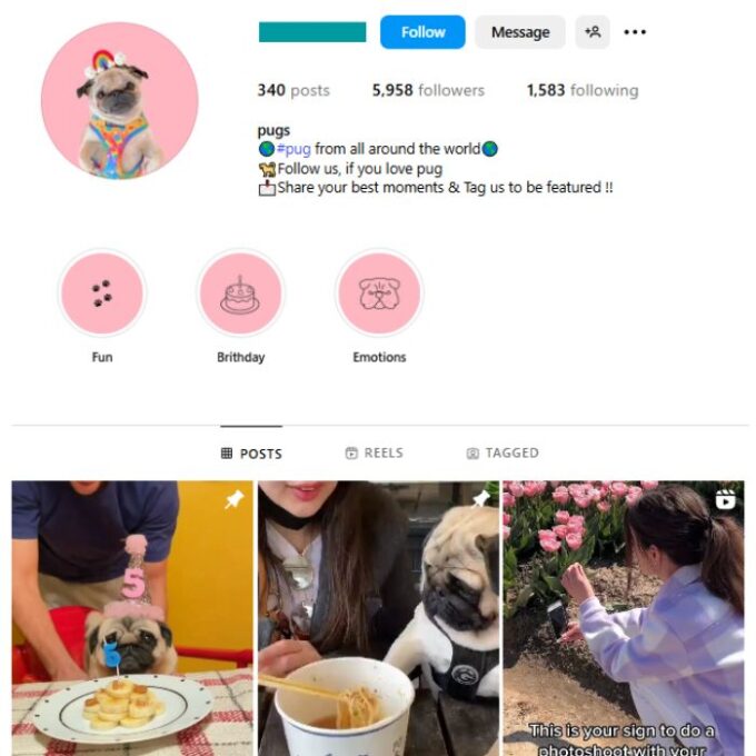 5K Dogs Pets Pugs Instagram Account for sale