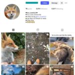 5K Fox Animal Instagram Account for sale