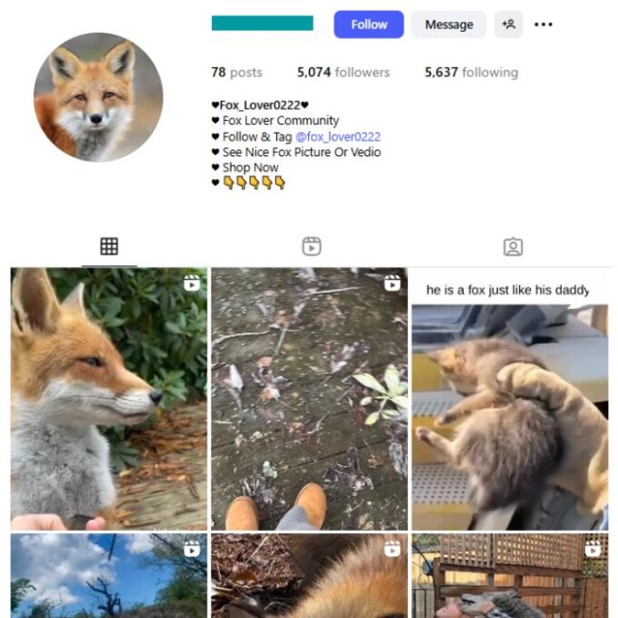 5K Fox Animal Instagram Account for sale