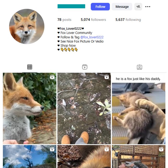 5K Fox Animal Instagram Account for sale