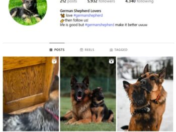 5K German Shepherd Dog Instagram Account for sale