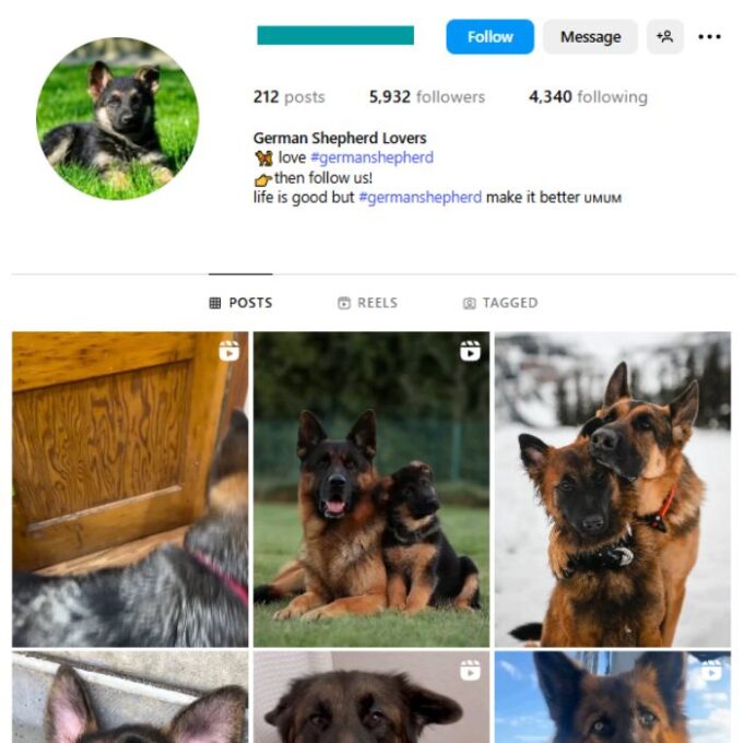5K German Shepherd Dog Instagram Account for sale