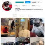 5K Pug Dogs Instagram Account for sale