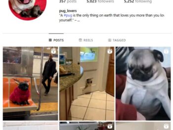 5K Pug Dogs Instagram Account for sale