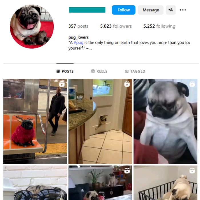 5K Pug Dogs Instagram Account for sale