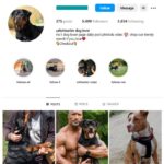 5K Rottweilers Dog Instagram Account for sale