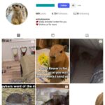 6K Animals Pets Instagram Account for sale
