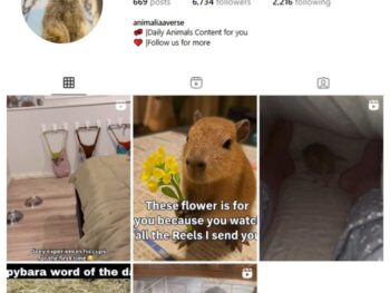 6K Animals Pets Instagram Account for sale