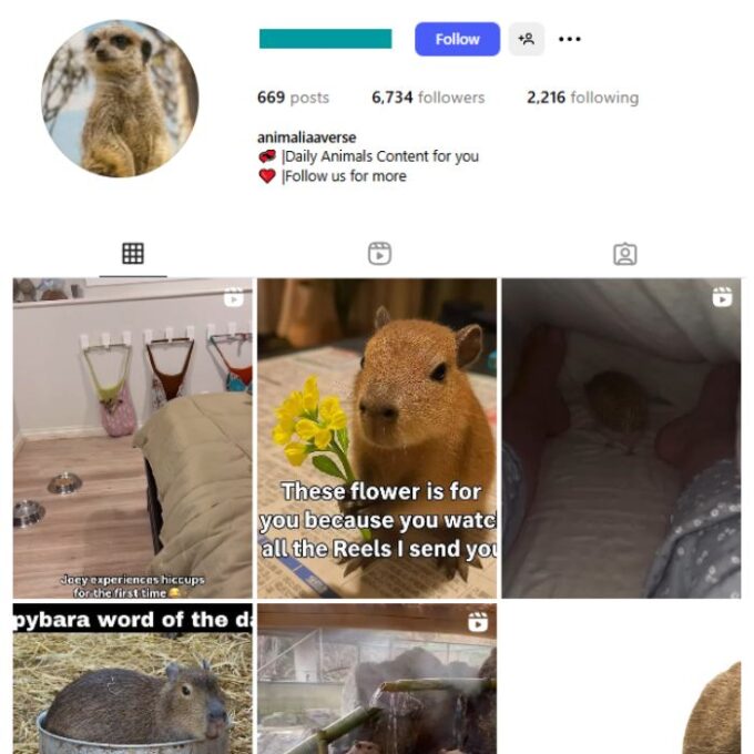6K Animals Pets Instagram Account for sale