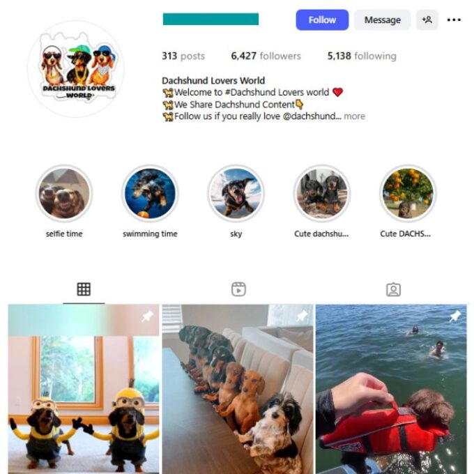 6K Dachshund Dogs Instagram Account for sale