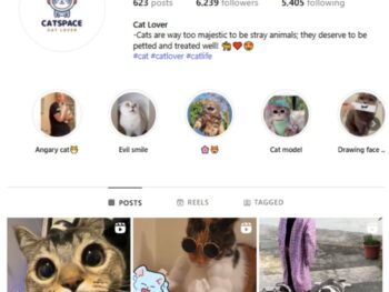 6K Kittens Cats Instagram Account for sale