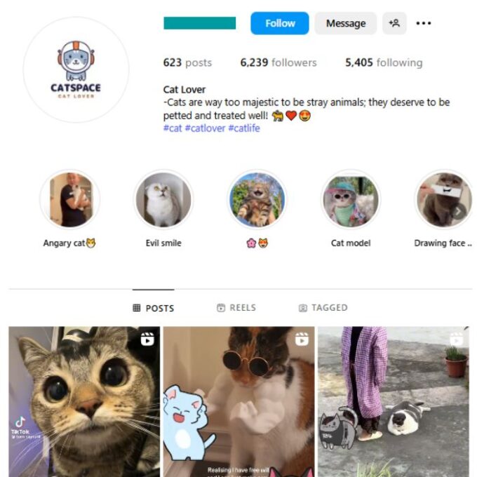 6K Kittens Cats Instagram Account for sale