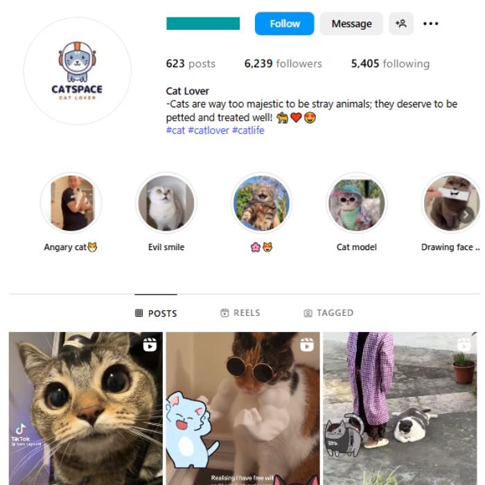 6K Kittens Cats Instagram Account for sale