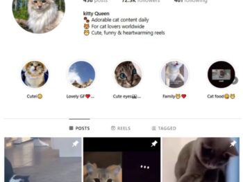 70K Cute Cats Instagram Account for sale