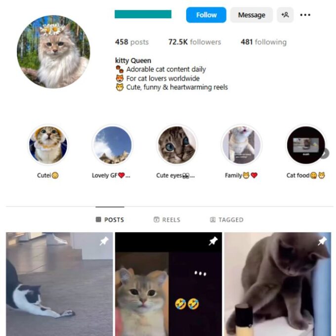 70K Cute Cats Instagram Account for sale