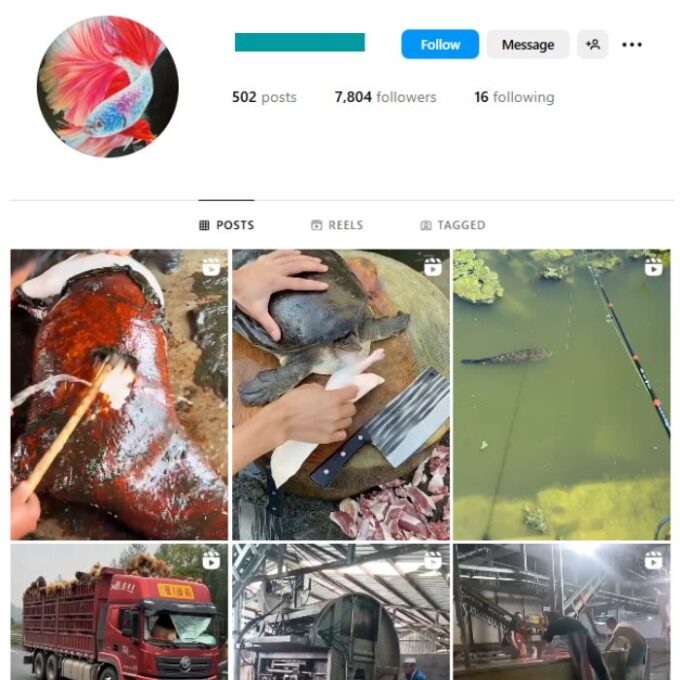 7K Animals Pets Instagram Account for sale