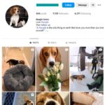7K Beagle Dogs Instagram Account for sale