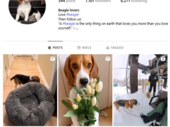 7K Beagle Dogs Instagram Account for sale