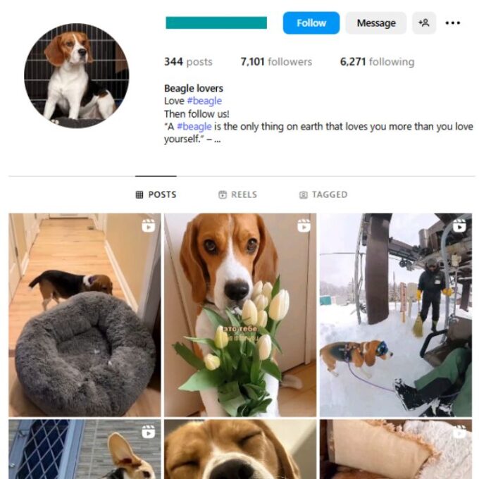 7K Beagle Dogs Instagram Account for sale