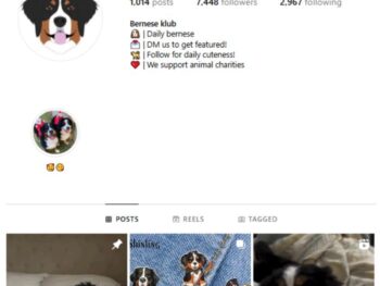 7K Dogs Pets Bernese Instagram Account for sale