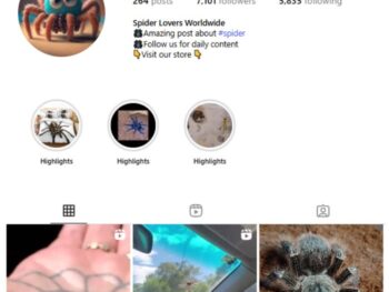 7K Insects Spiders Instagram Account for sale