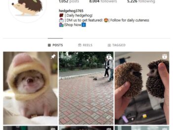 8K Hedgehog Pets Instagram Account for sale