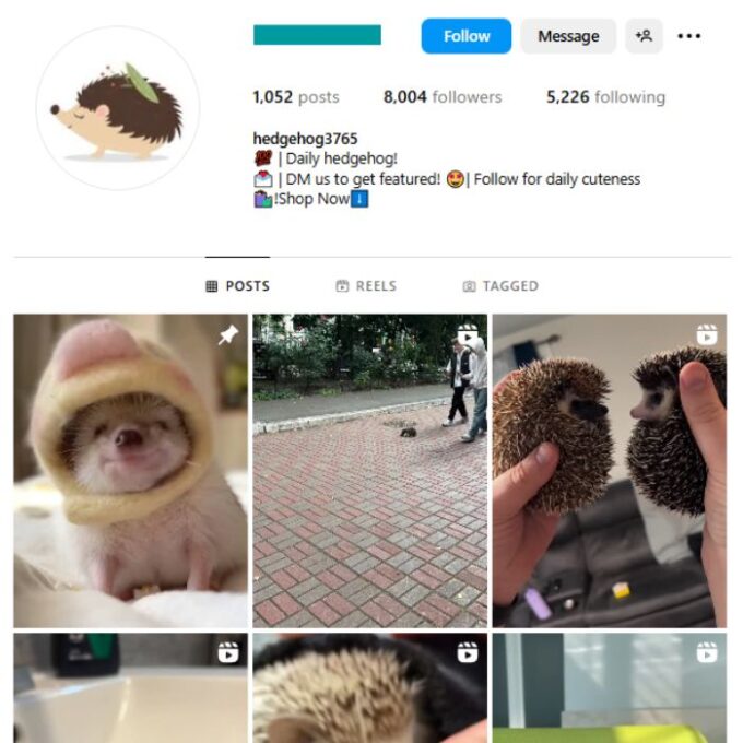 8K Hedgehog Pets Instagram Account for sale