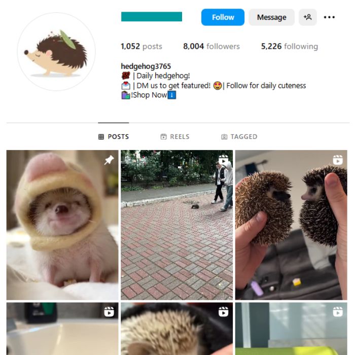 8K Hedgehog Pets Instagram Account for sale