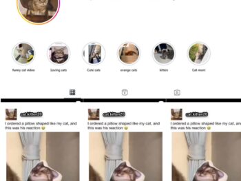 9K Cats Pets Instagram Account for Sale